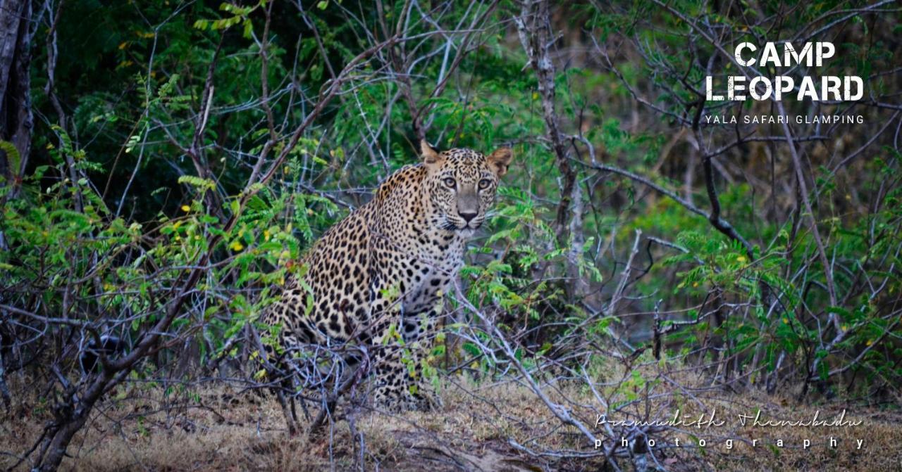 Camp Leopard - Yala Safari Glamping Hotel ภายนอก รูปภาพ