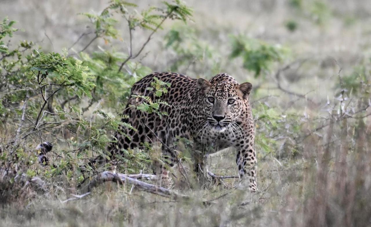 Camp Leopard - Yala Safari Glamping Hotel ภายนอก รูปภาพ