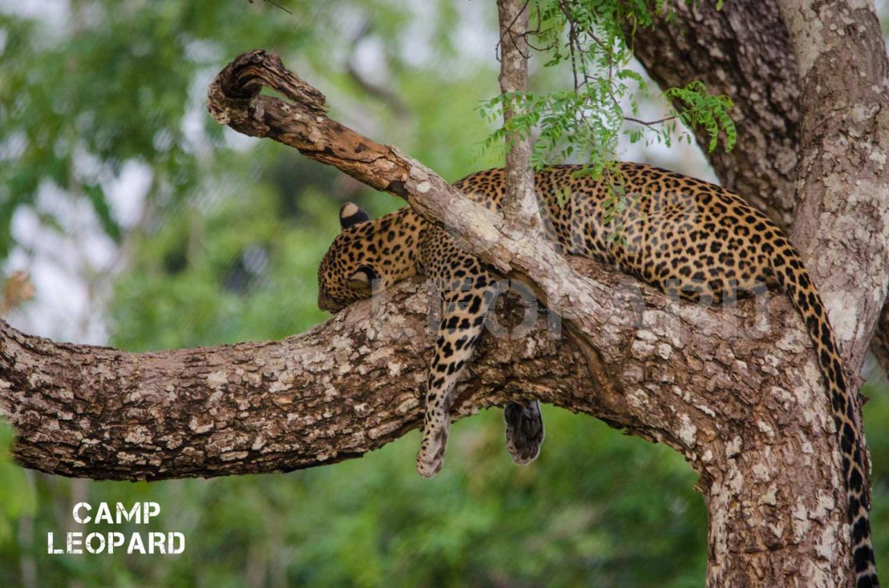 Camp Leopard - Yala Safari Glamping Hotel ภายนอก รูปภาพ