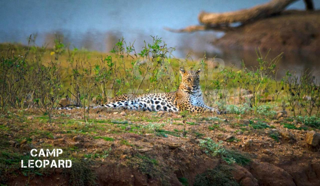 Camp Leopard - Yala Safari Glamping Hotel ภายนอก รูปภาพ