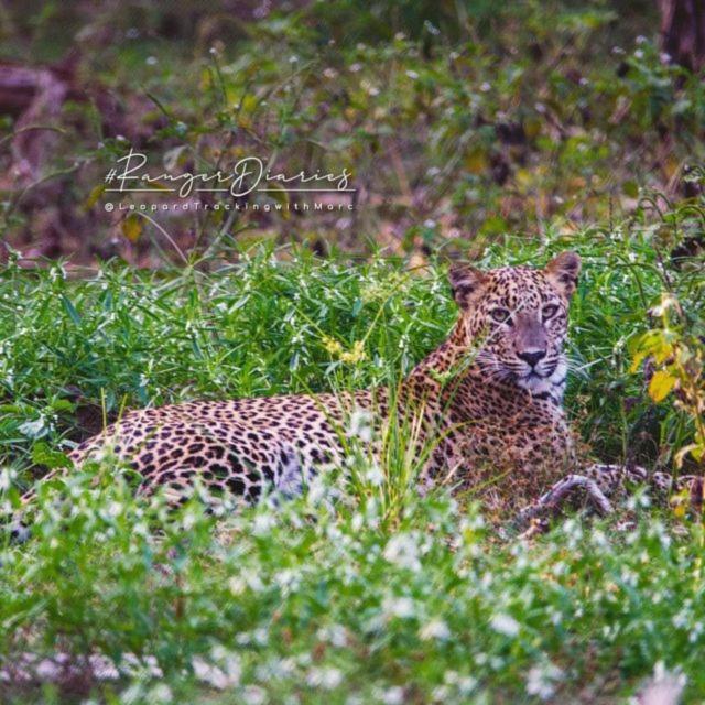 Camp Leopard - Yala Safari Glamping Hotel ภายนอก รูปภาพ