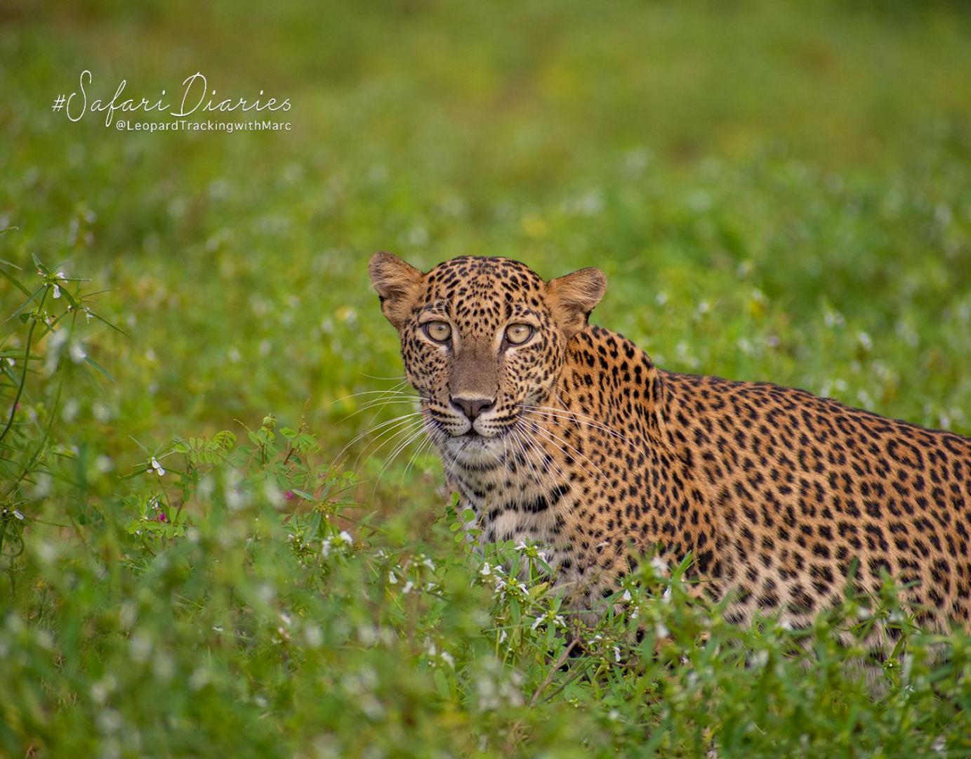 Camp Leopard - Yala Safari Glamping Hotel ภายนอก รูปภาพ