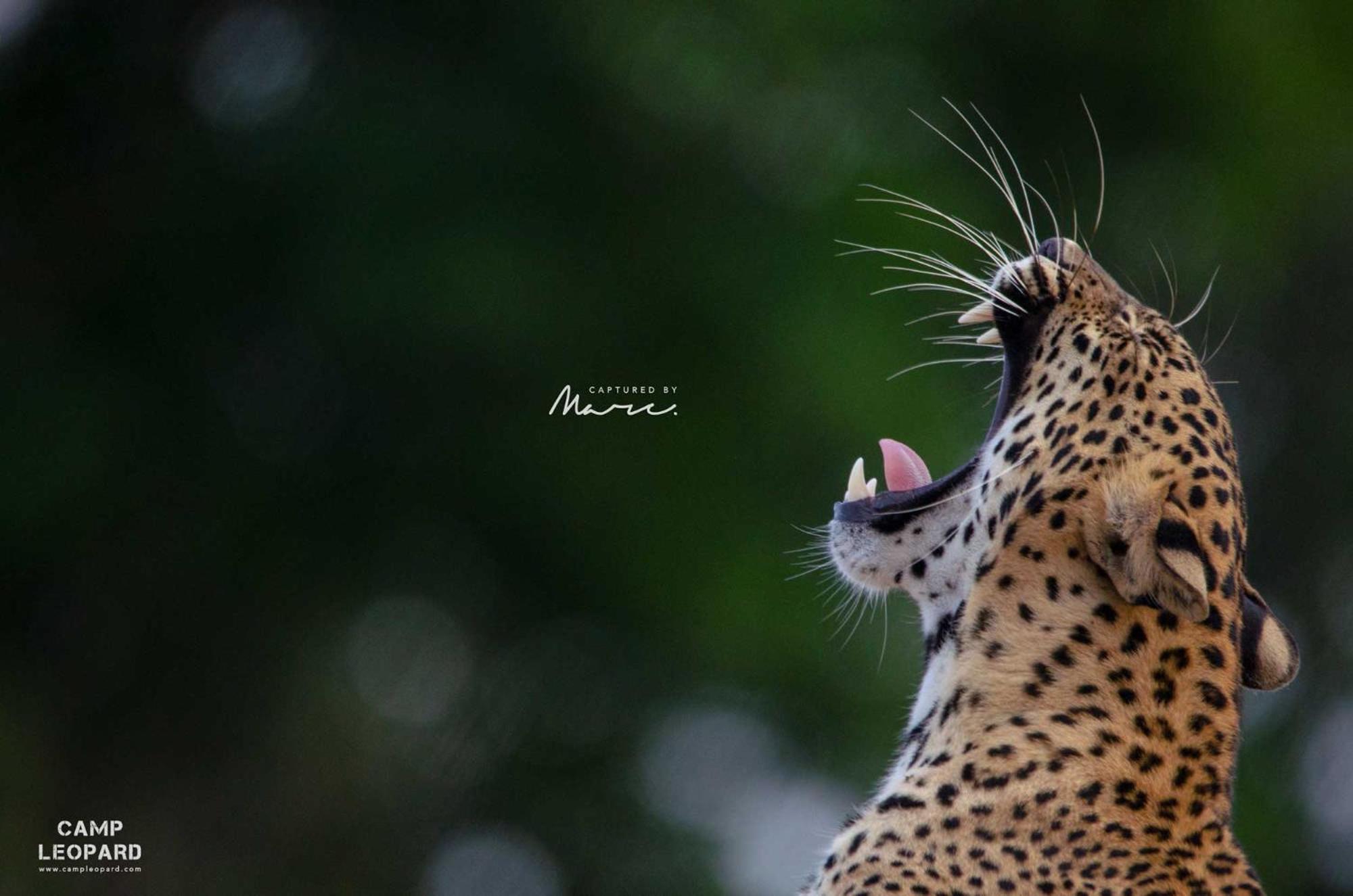 Camp Leopard - Yala Safari Glamping Hotel ภายนอก รูปภาพ