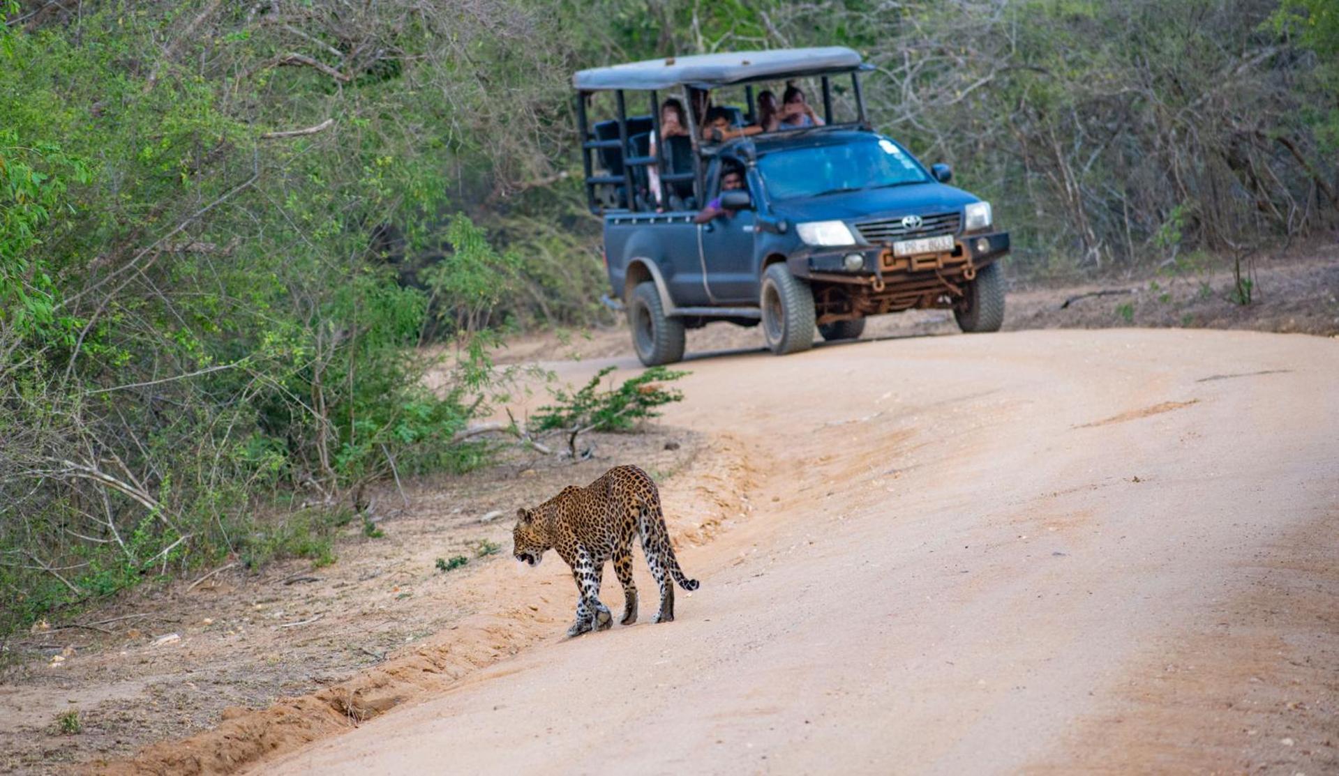 Camp Leopard - Yala Safari Glamping Hotel ภายนอก รูปภาพ