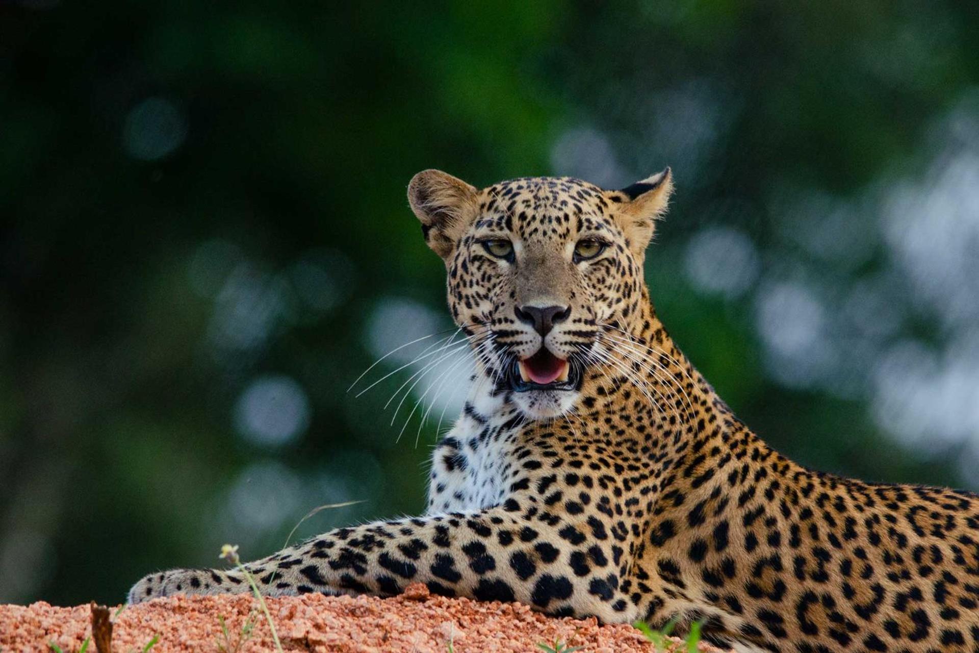 Camp Leopard - Yala Safari Glamping Hotel ภายนอก รูปภาพ